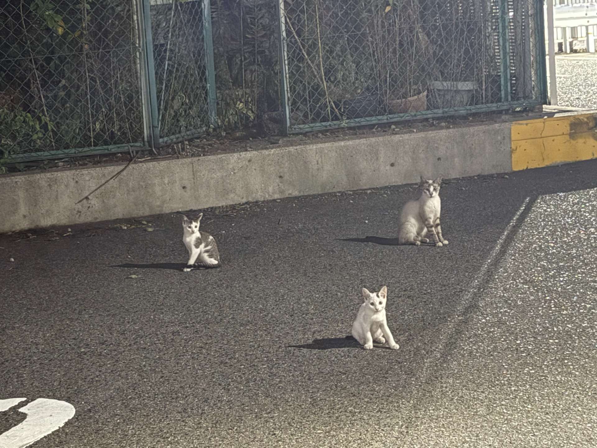 ～自分の感性を信じて言動し毎日1ミリ成長する～無事だったねこニャン一家の復活・・・